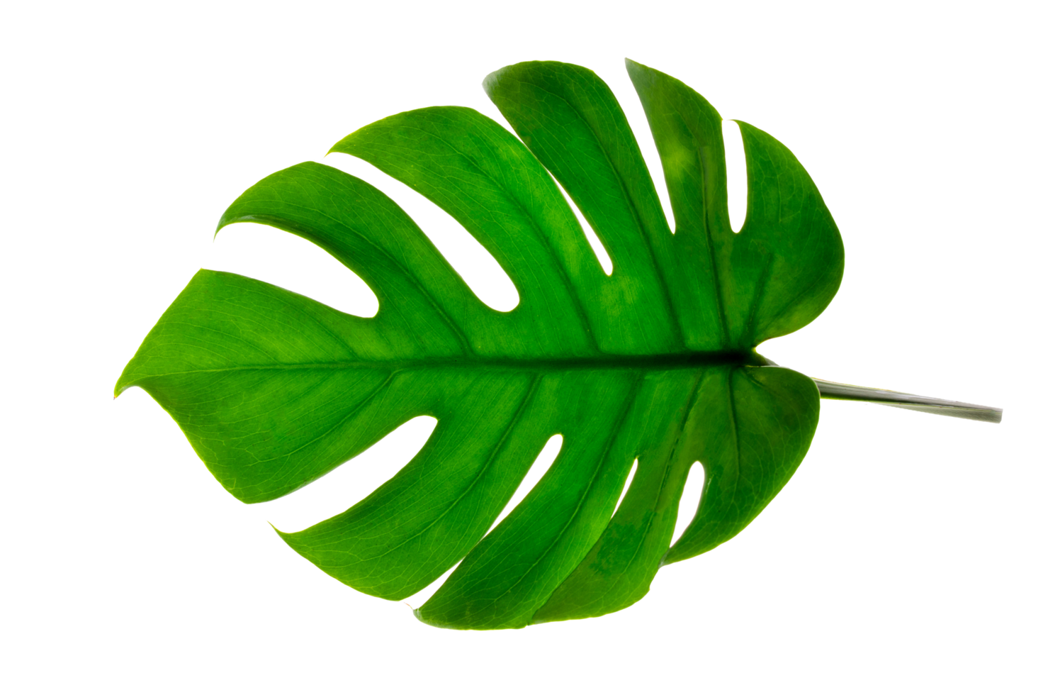 monstera lämnar blad med isolat på vit bakgrund lämnar på vitt png