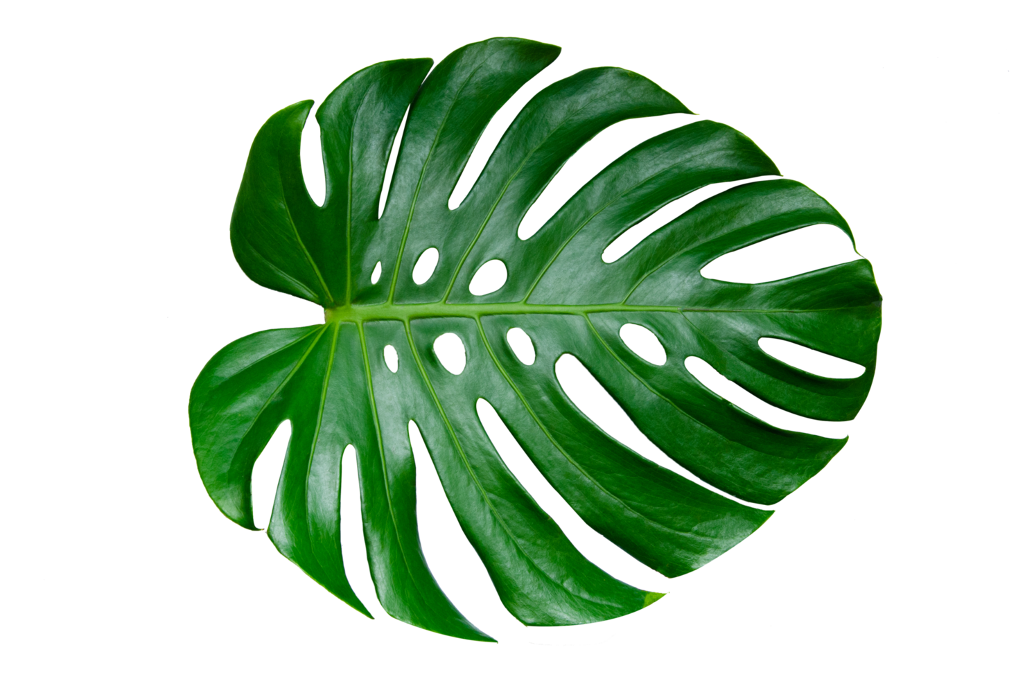 hojas de monstera hojas con aislar sobre fondo blanco hojas en blanco png