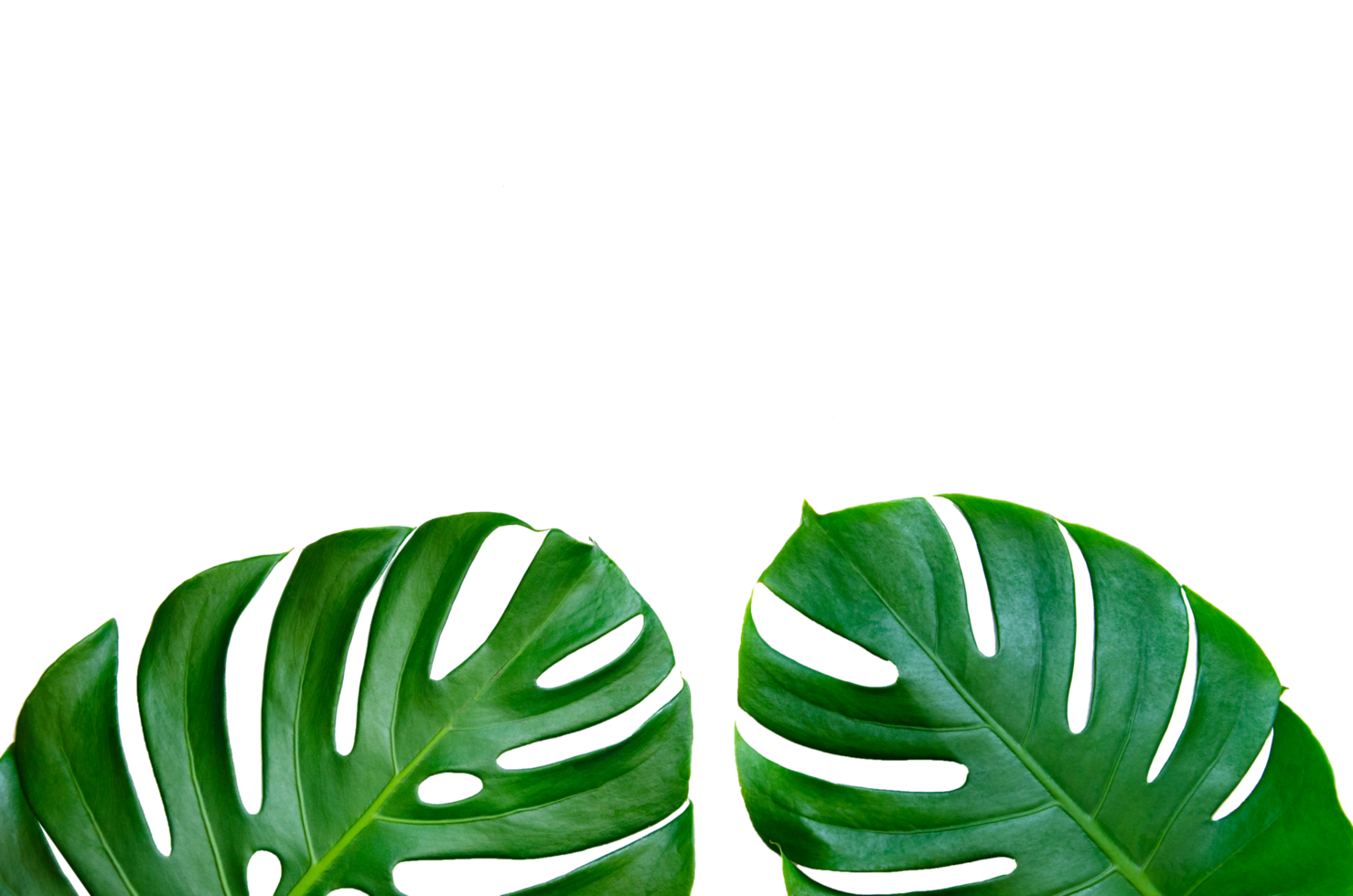 Monstera leaves leaves with Isolate on white background Leaves on white png