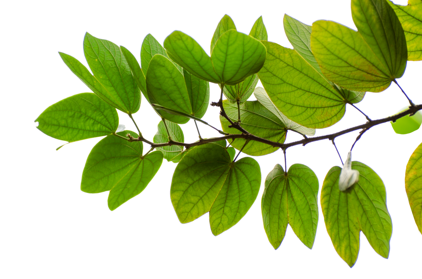 hojas de chongkho aislar ramo decorar el diseño png