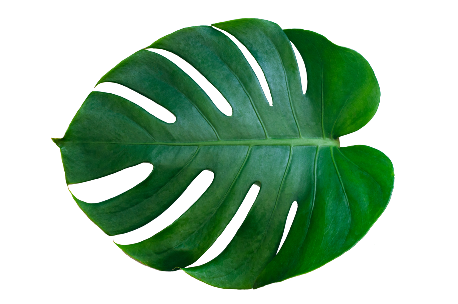 hojas de monstera hojas con aislar sobre fondo blanco hojas en blanco png