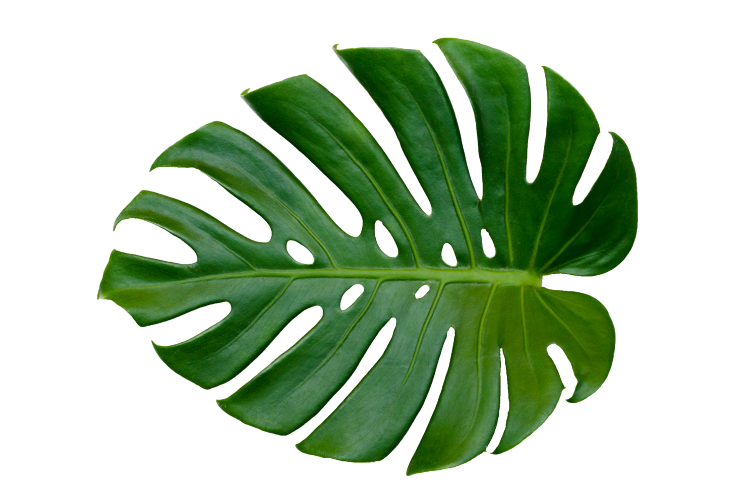 hojas de monstera hojas con aislar sobre fondo blanco hojas en blanco png