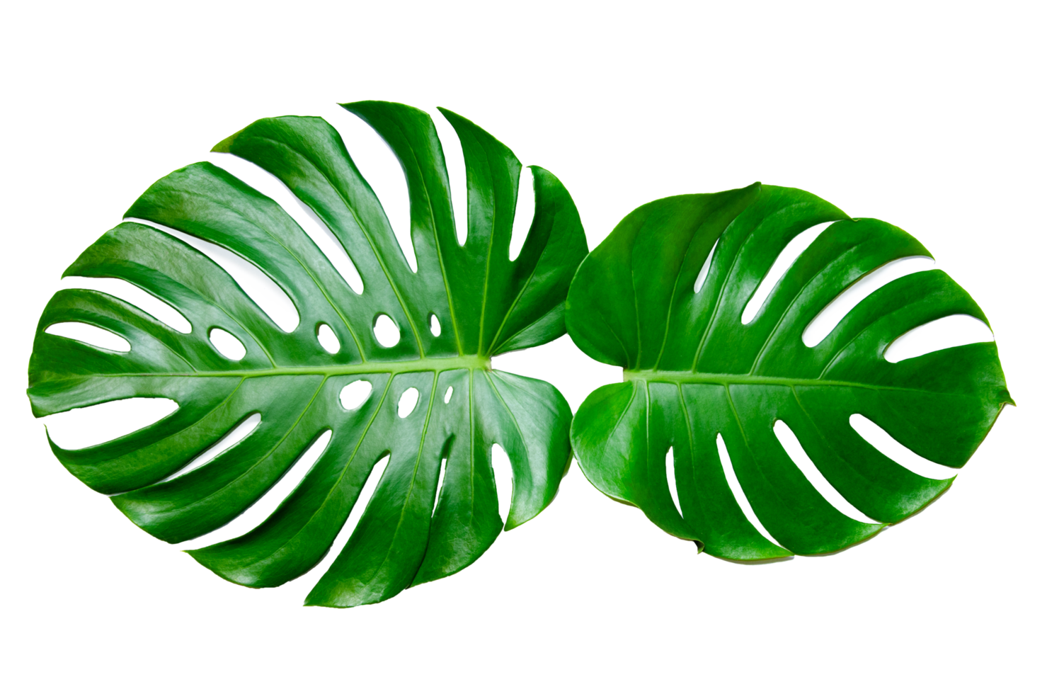 hojas de monstera hojas con aislar sobre fondo blanco hojas en blanco png