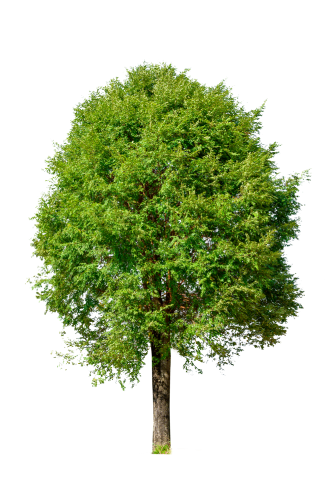 Isolated  trees  on transparent background PNG file