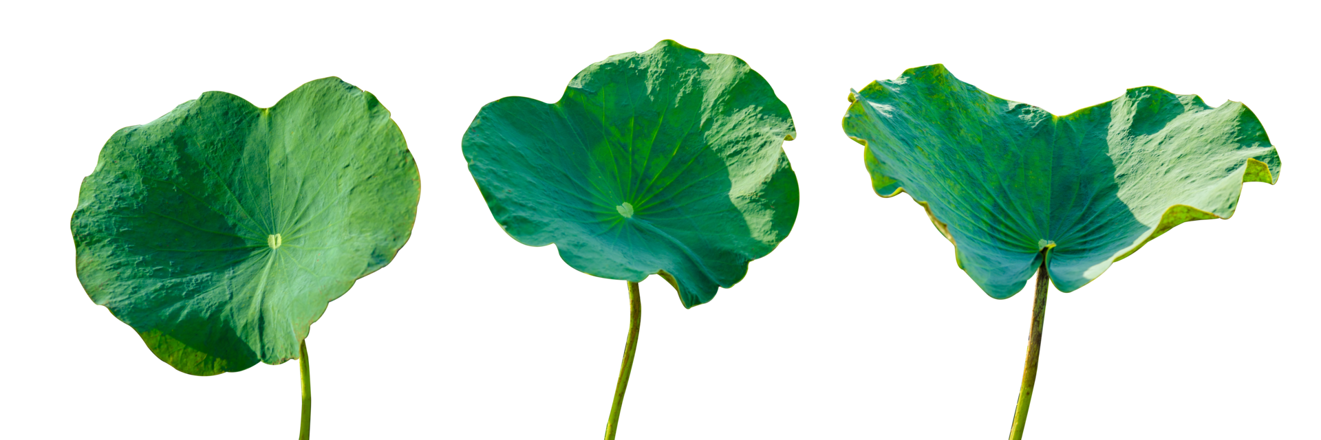 Lotus leaf Isolate collection of on transparent background PNG file