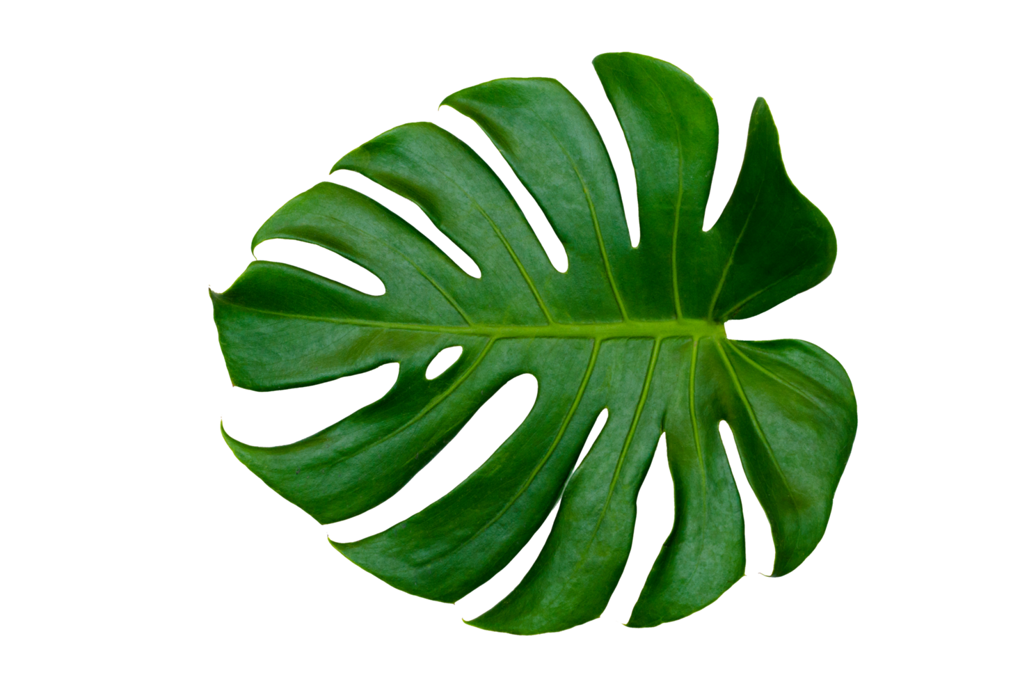 Monstera Blätter Blätter mit Isolat auf weißem Hintergrund Blätter auf Weiß png