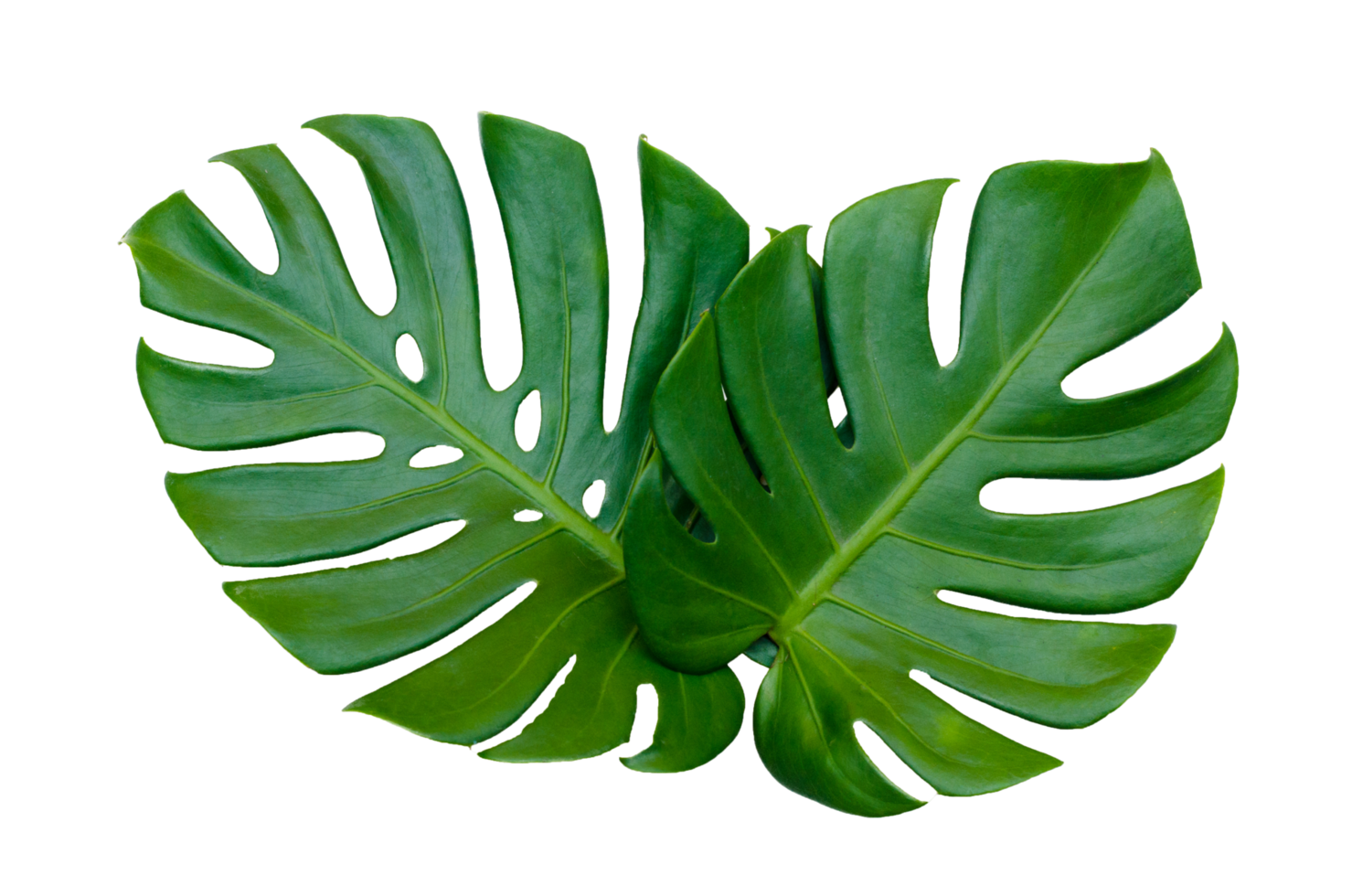 hojas de monstera hojas con aislar sobre fondo blanco hojas en blanco png