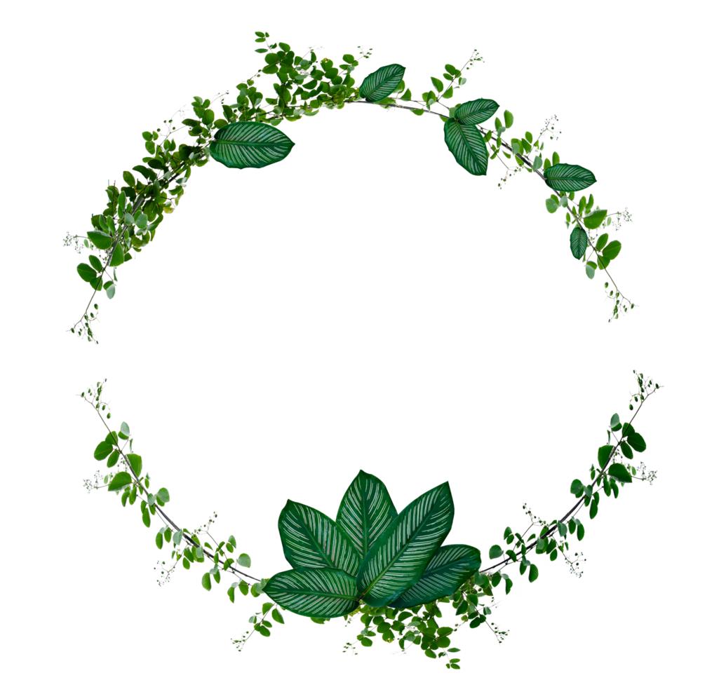 Vine and leaf monstera Circle of Isolates Used in design Border Frame made of Green climbing plant isolated on transparent background PNG file