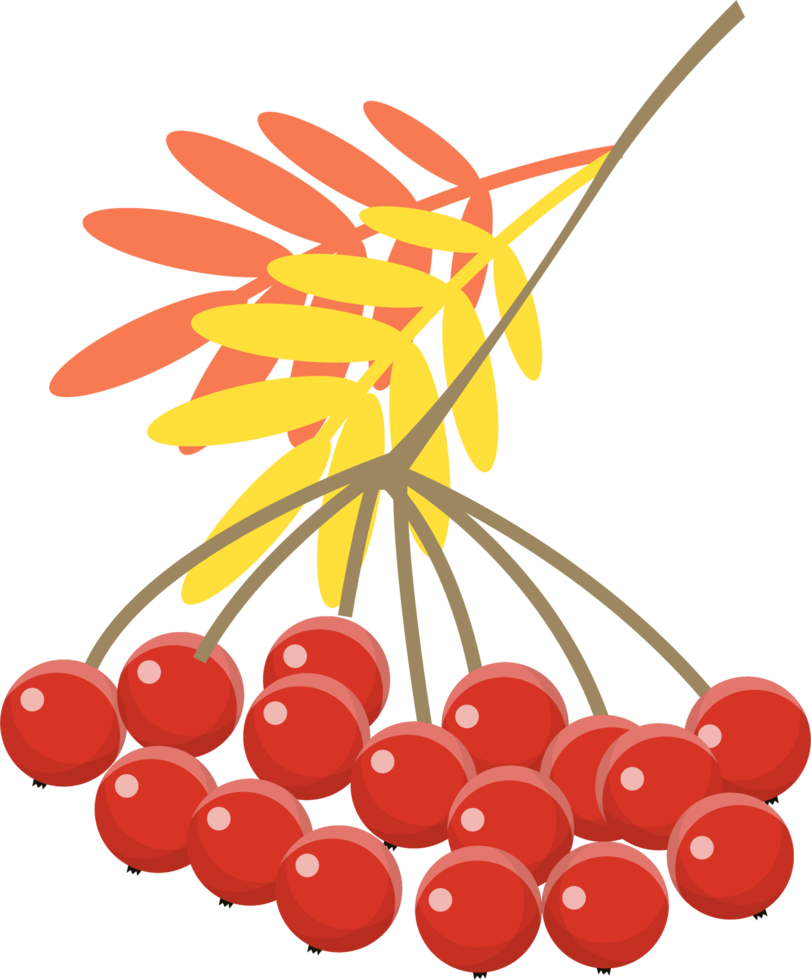 Branch of viburnum berries with leaves. png