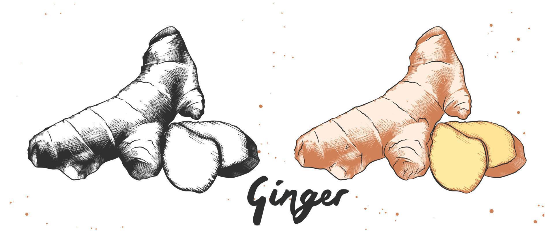 Vector engraved style illustration for posters, decoration and print. Hand drawn sketch of ginger in monochrome and colorful. Detailed vegetarian food drawing.