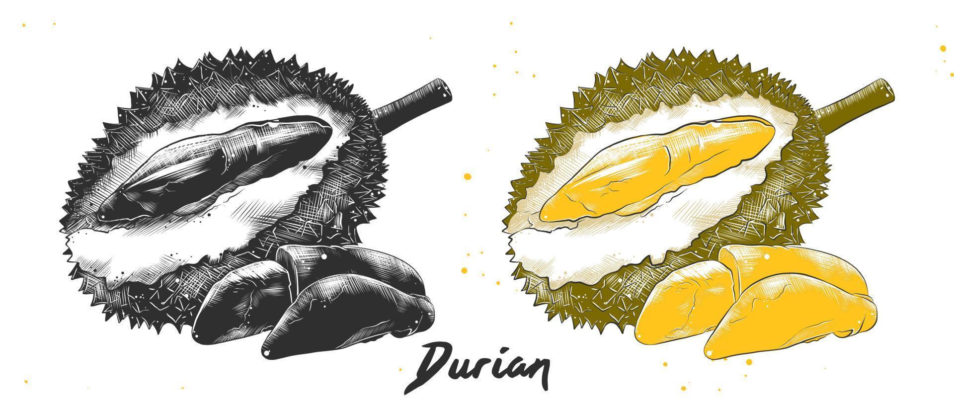 Vector engraved style illustration for posters, decoration and print. Hand drawn sketch of durian in monochrome and colorful. Detailed vegetarian food drawing.