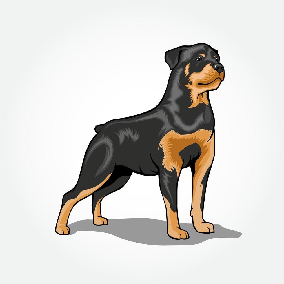 Ilustración de vector de pie de perro rottweiler aislado con sombra.