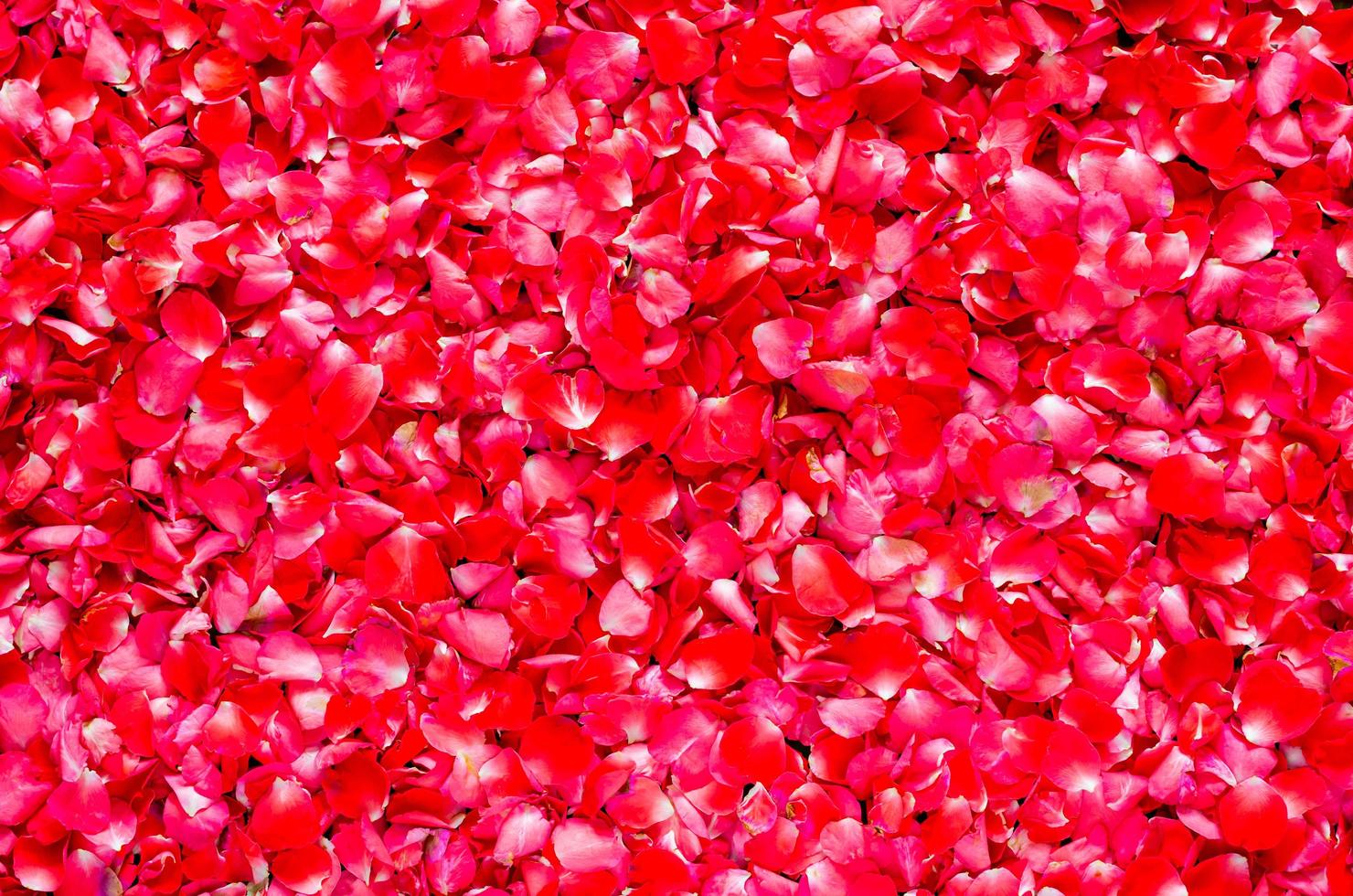 Red rose petals flower background for Valentine’s day and love concept