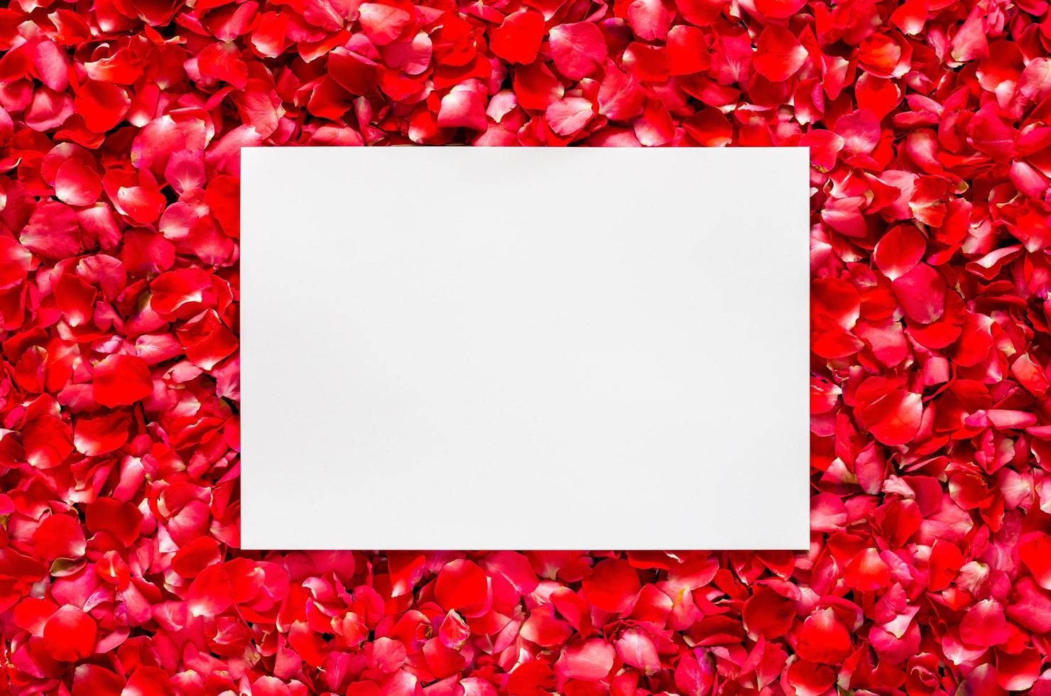 Red rose petals flower background with blank white space for text. Valentine's day and love concept. photo