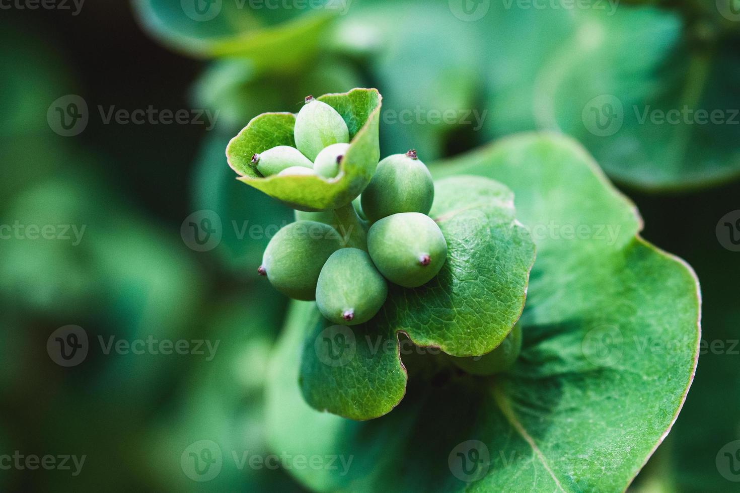 goat leaf honeysuckle fruits, lonicera caprifolium unripe berries closeup photo