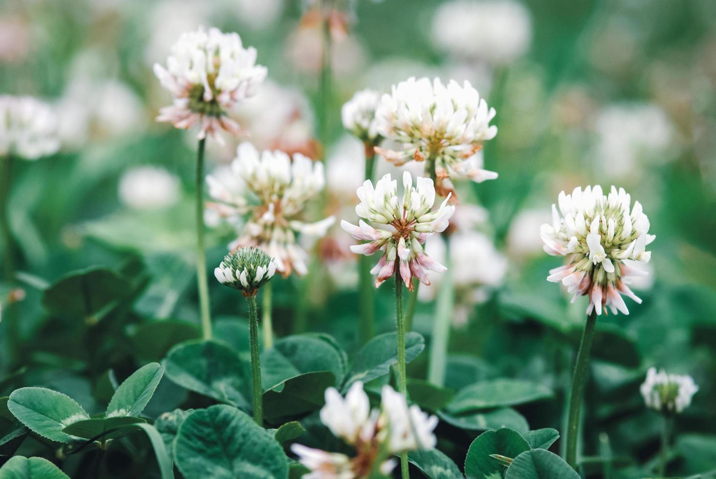 White clover flowering, Trifolium repens flowers closeup photo