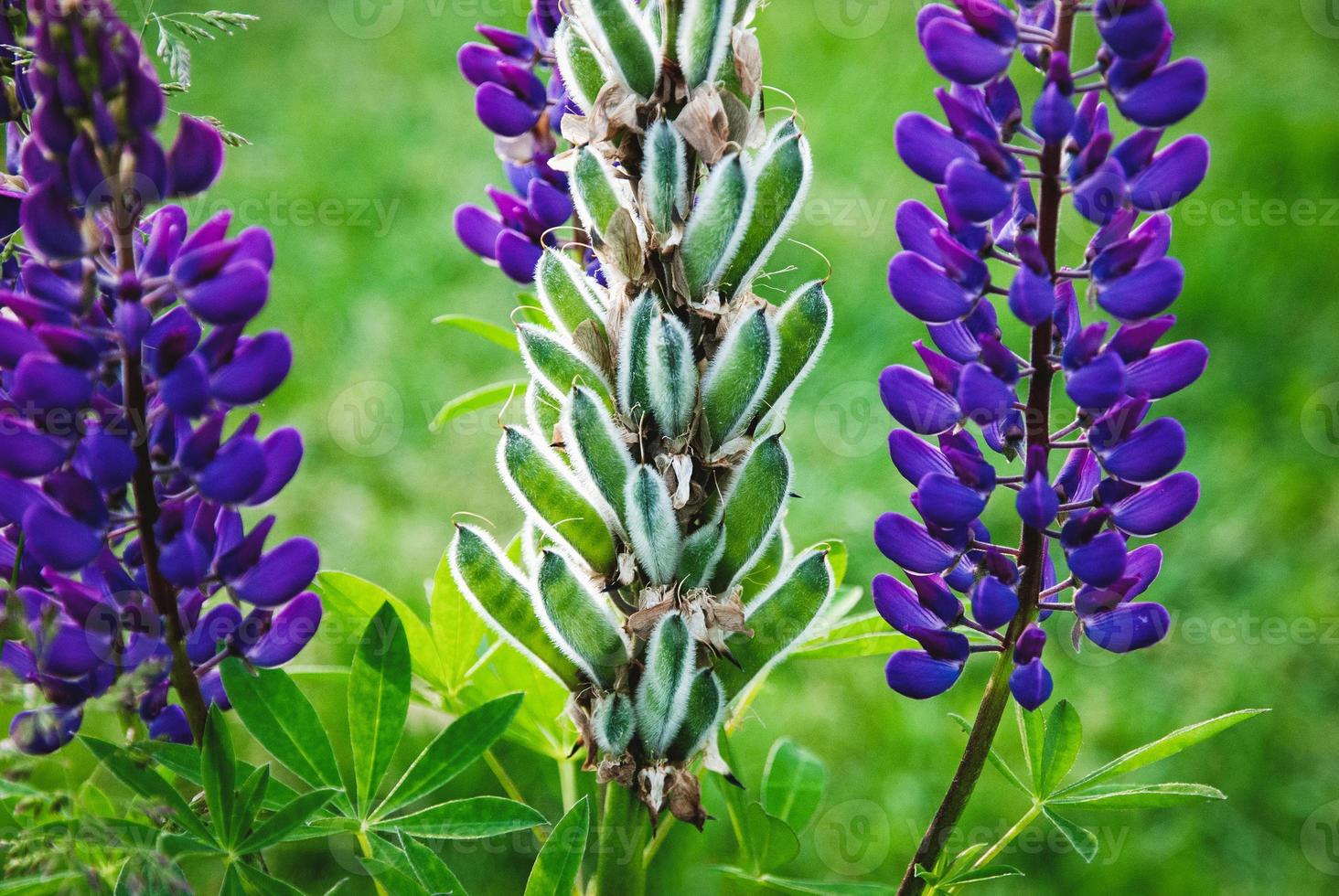 Lupine plant with pods and flowers, Lupinus polyphyllus in summer garden closeup photo