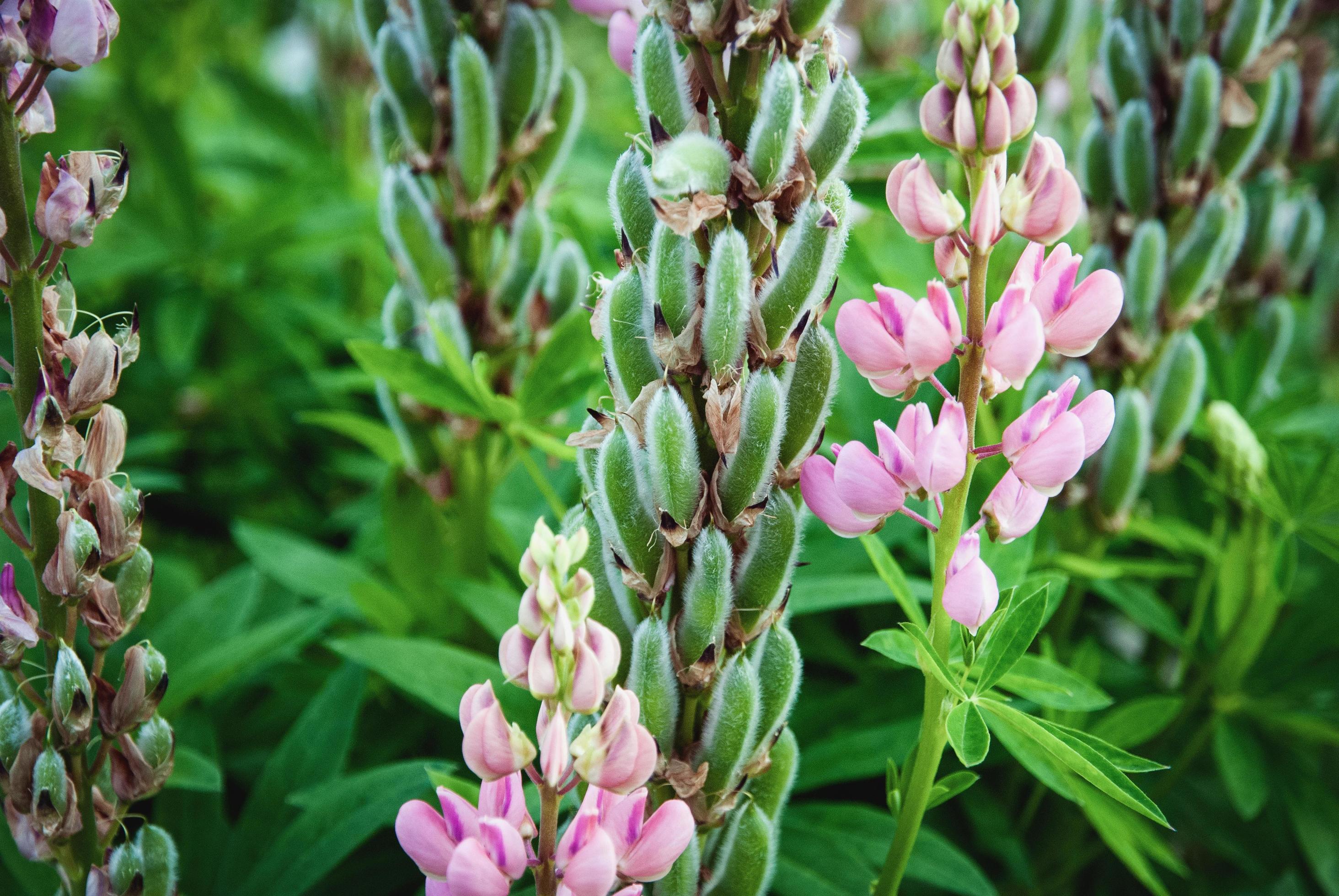 Lupine plant with seed pods and pink flowers, Lupinus polyphyllus in