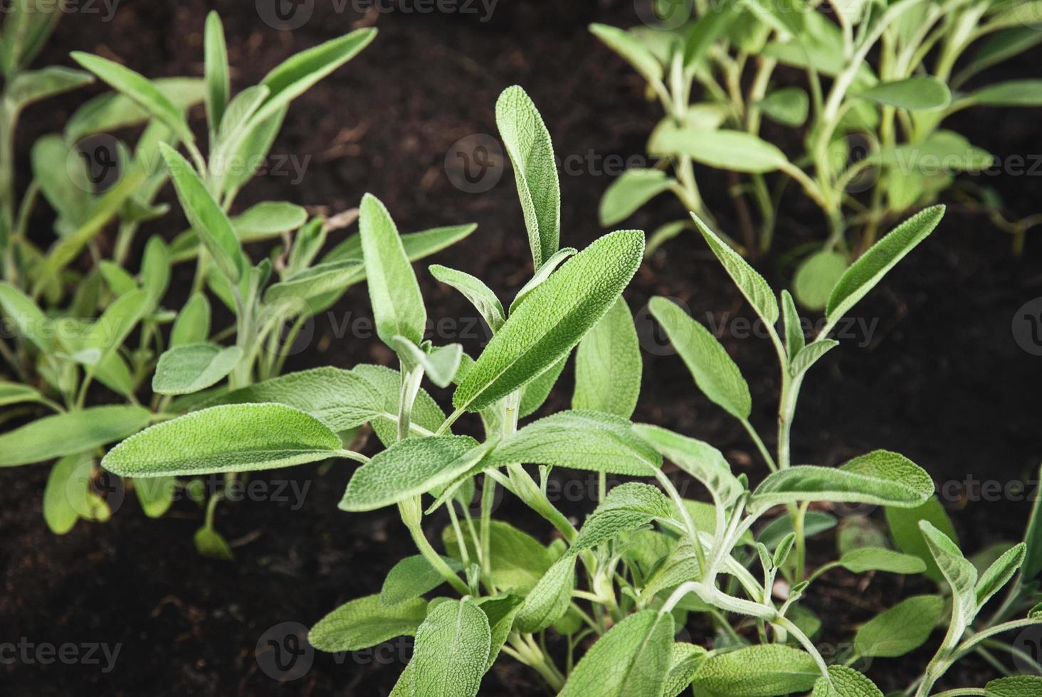 plantas de salvia de jardín, salvia officinalis creciendo en el jardín de hierbas de verano foto