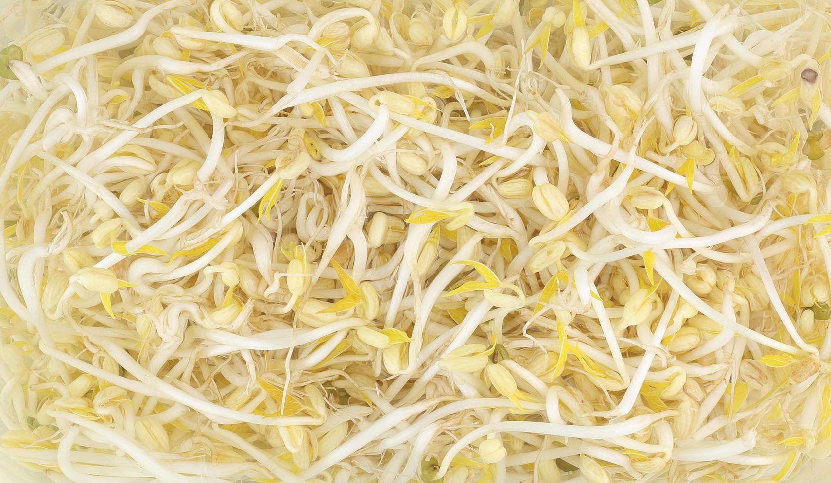 Top view of fresh bean sprouts in water photo