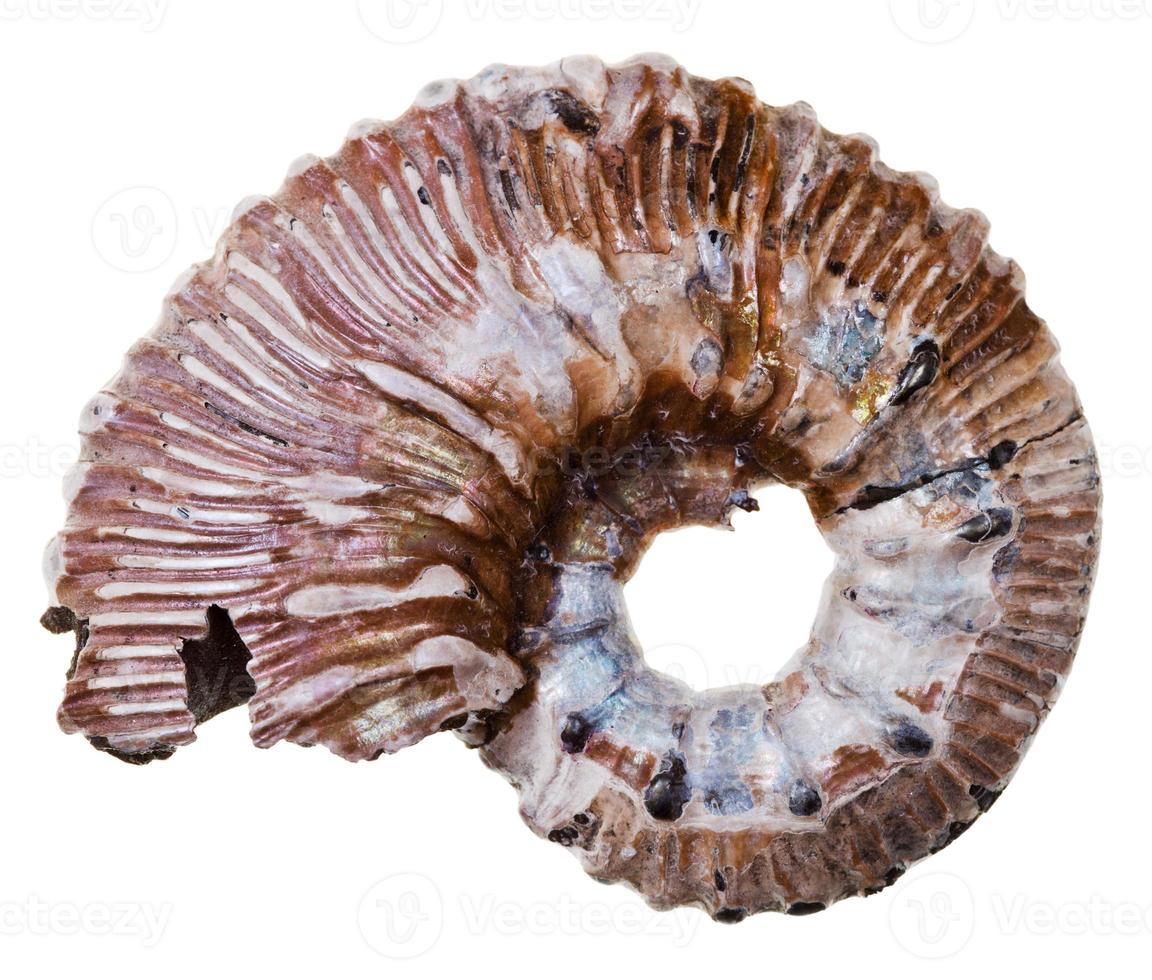 fossil ammonite shell photo