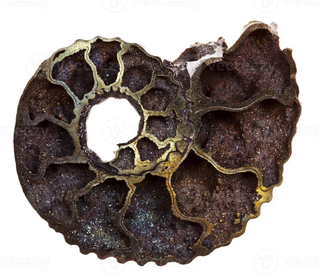 cutoff of fossil ammonite shell isolated photo