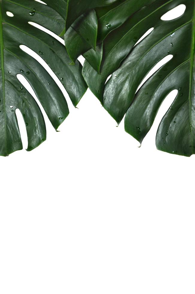 Monstera deliciosa verde fresca o planta de queso suizo o hojas de plantas de huracanes aisladas sobre fondo de color blanco foto