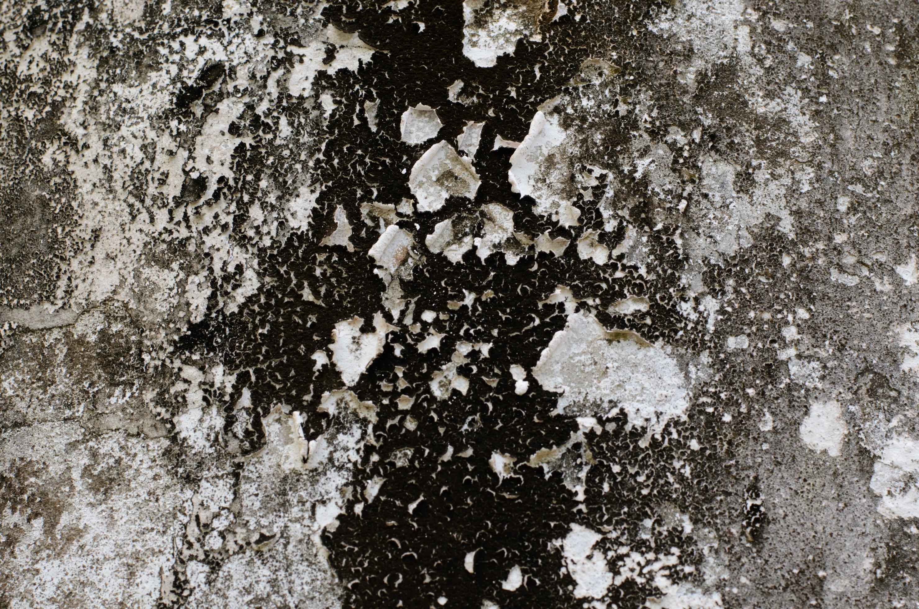 Background photo of black fungus on cement water tank that used to