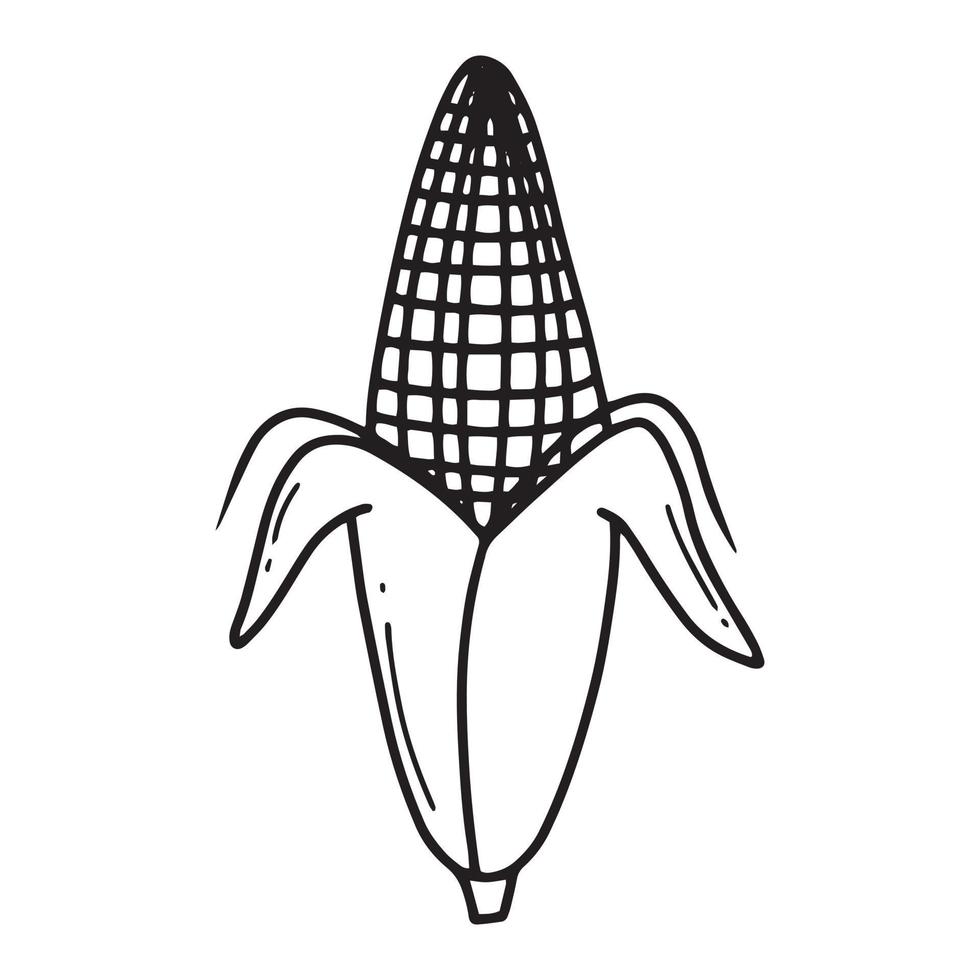 ilustración de maíz. mazorca de maíz dibujada a mano. ilustración vectorial estilo doodle. vector
