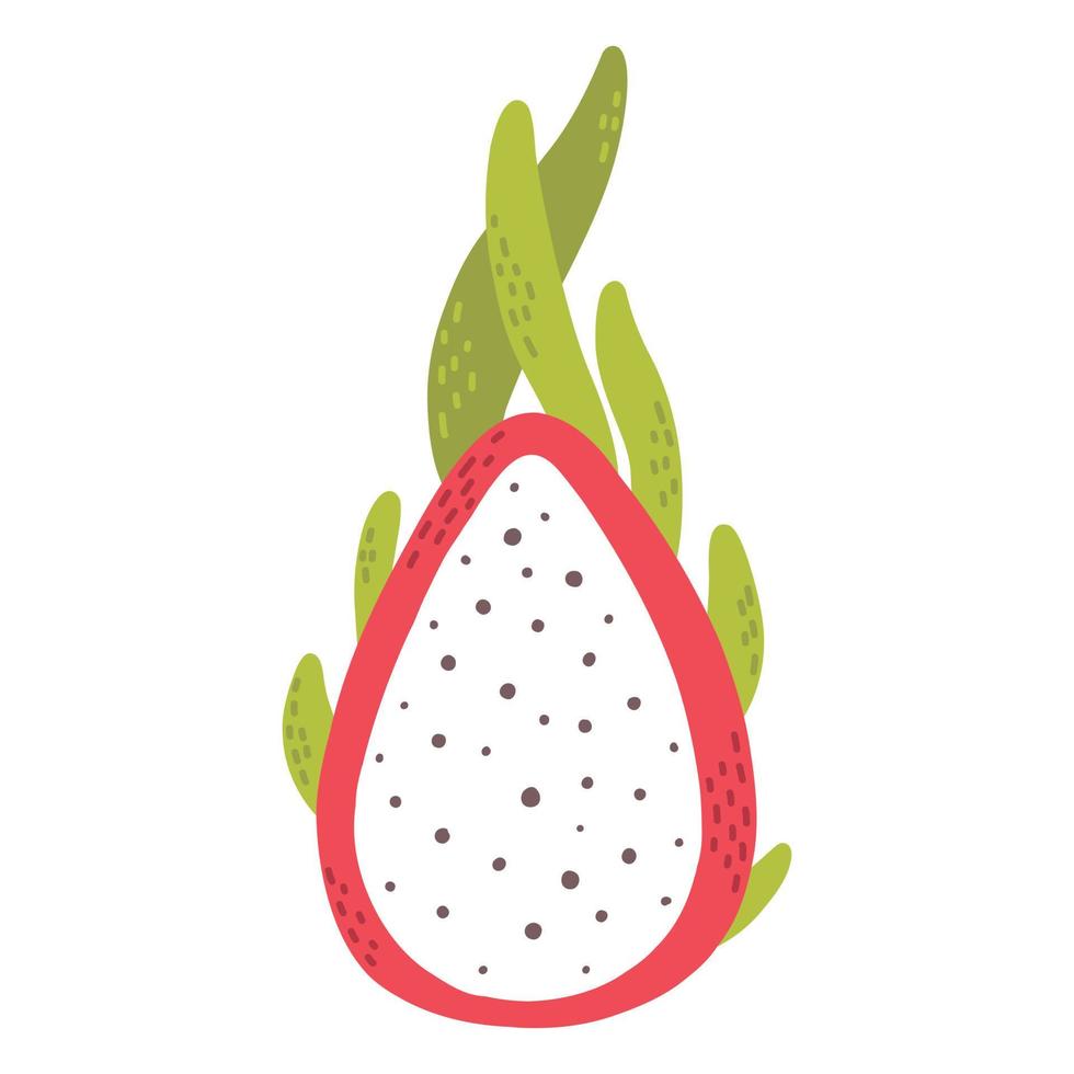 Pitahaya illustration. Hand drawn dragon fruit. Vector illustration.