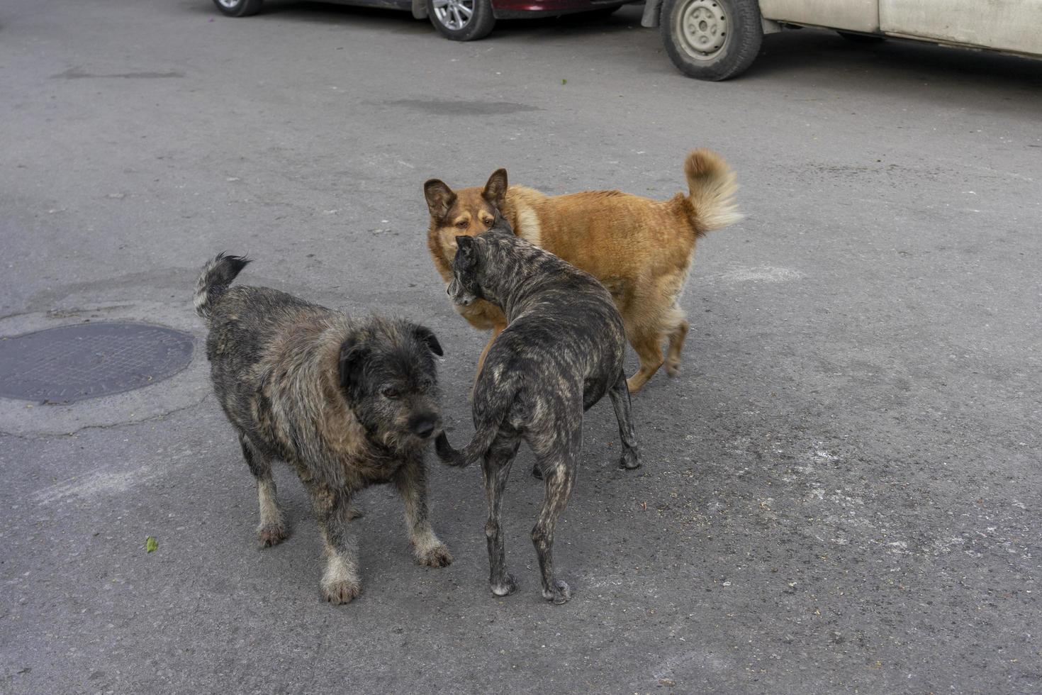 Street dogs on the road near cars. Yalta, Crimea photo