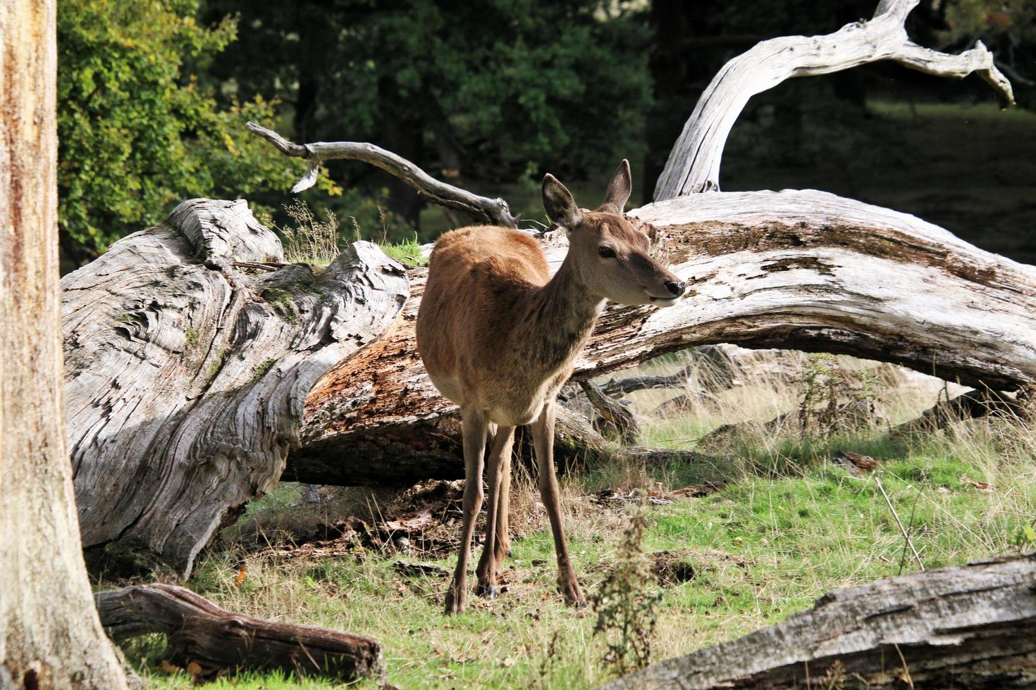 A close up of a Red Deer in the Cheshire Countryside photo