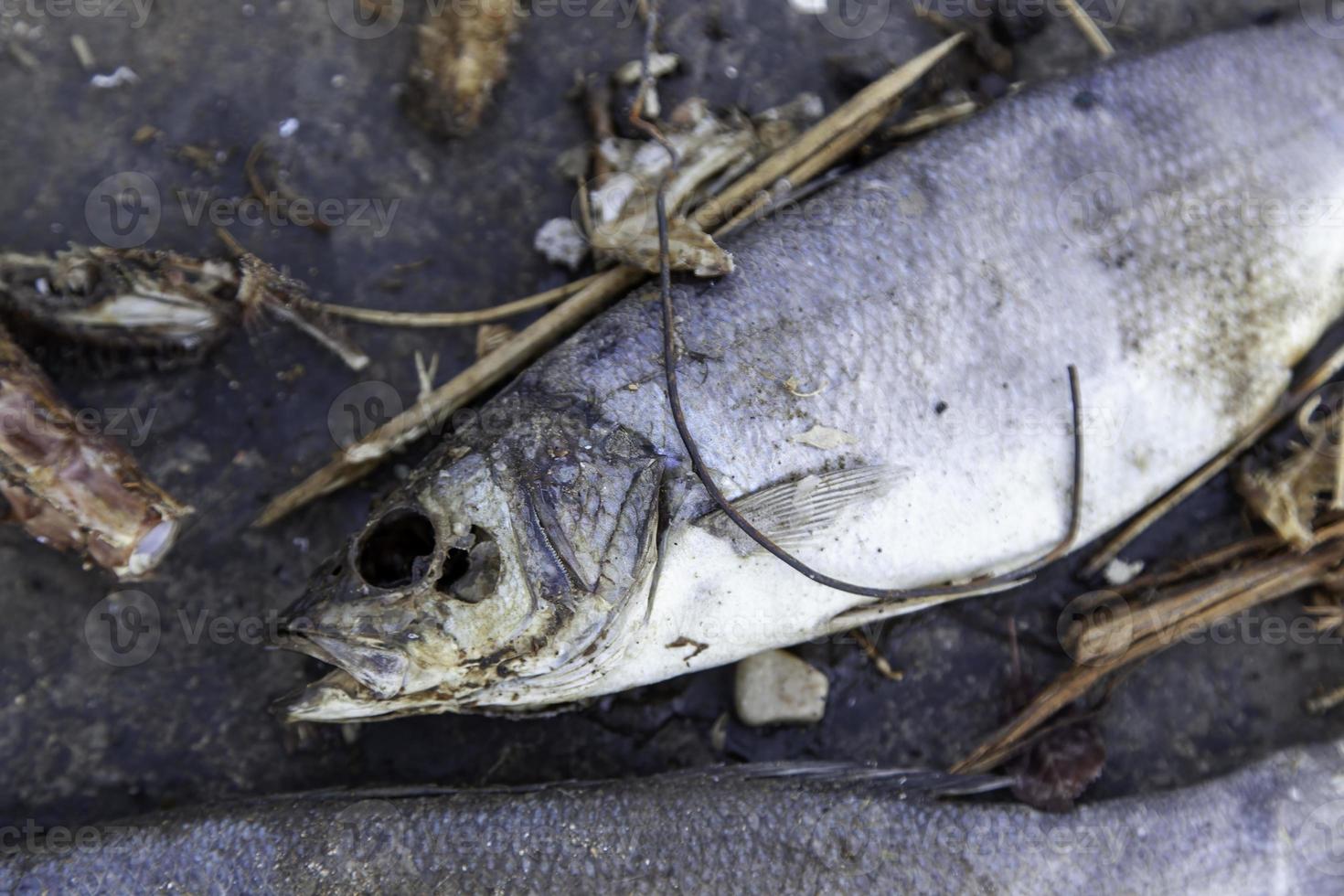 pescado seco en la basura foto