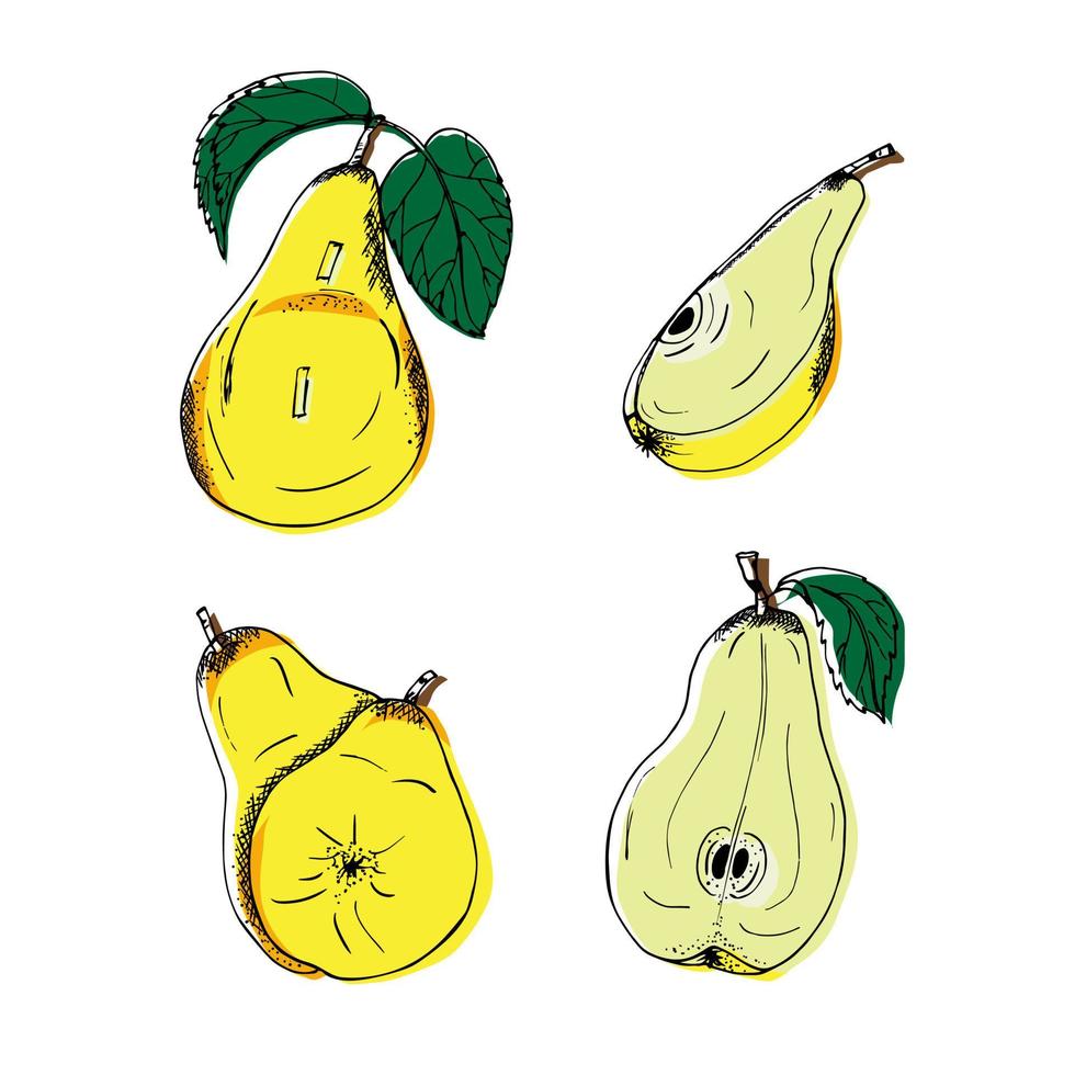 Vector hand drawn pear set