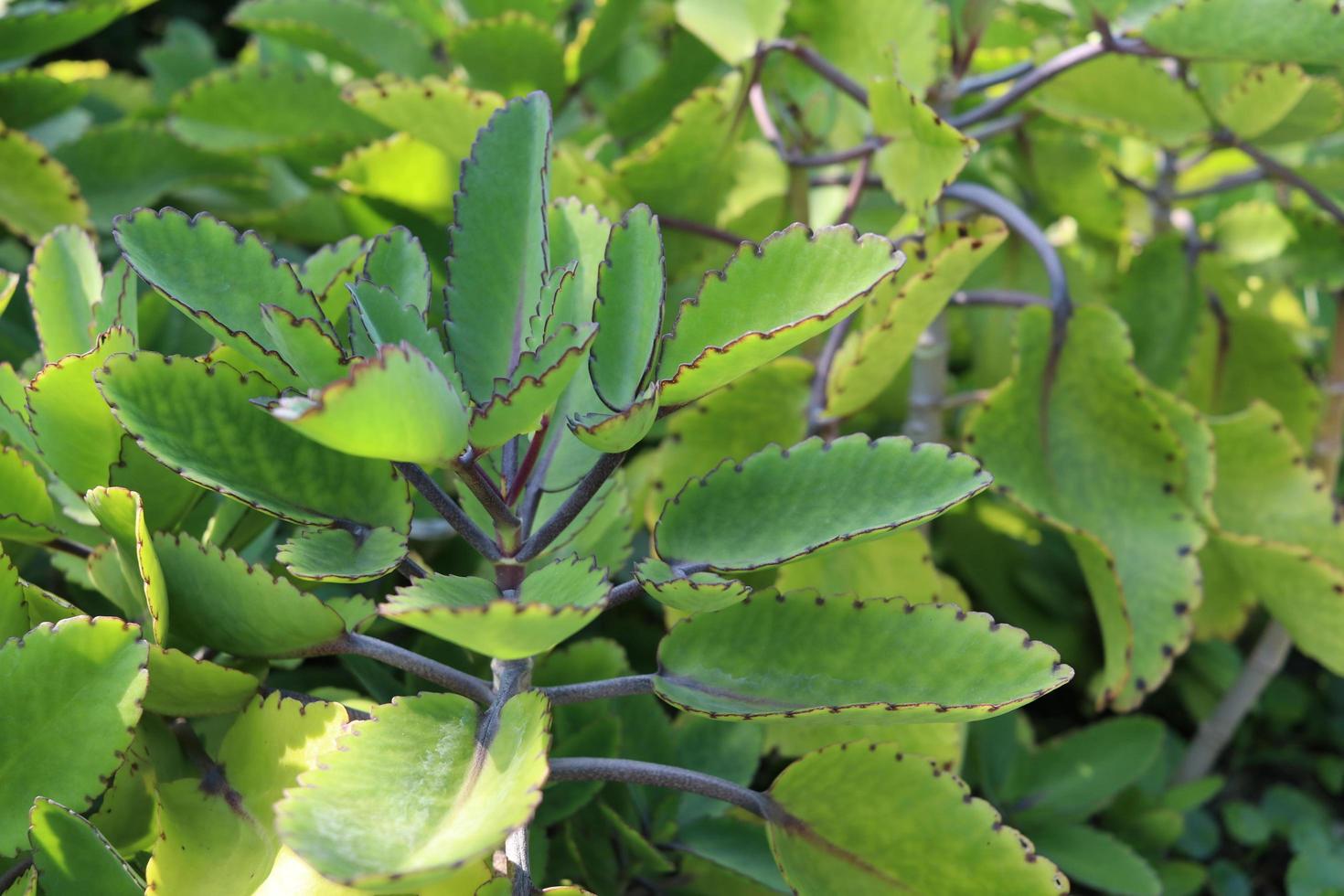 Green leaves on branch of Bryophyllum. photo