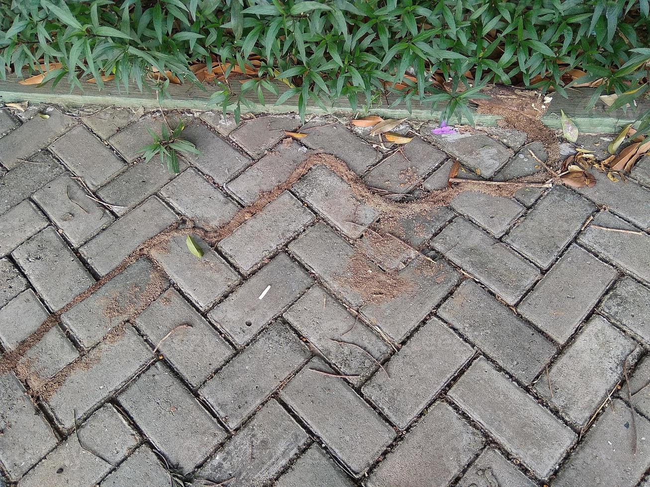 Mossy and old Conblock floors with copy space photo