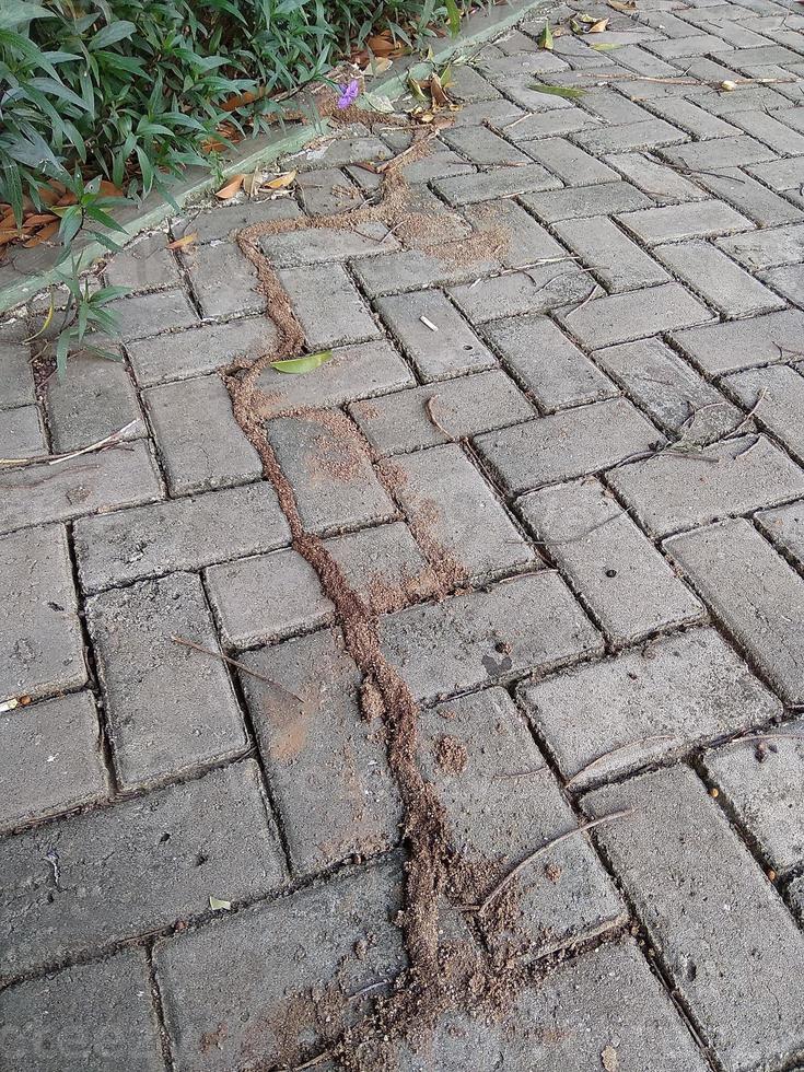 Mossy and old Conblock floors with copy space photo