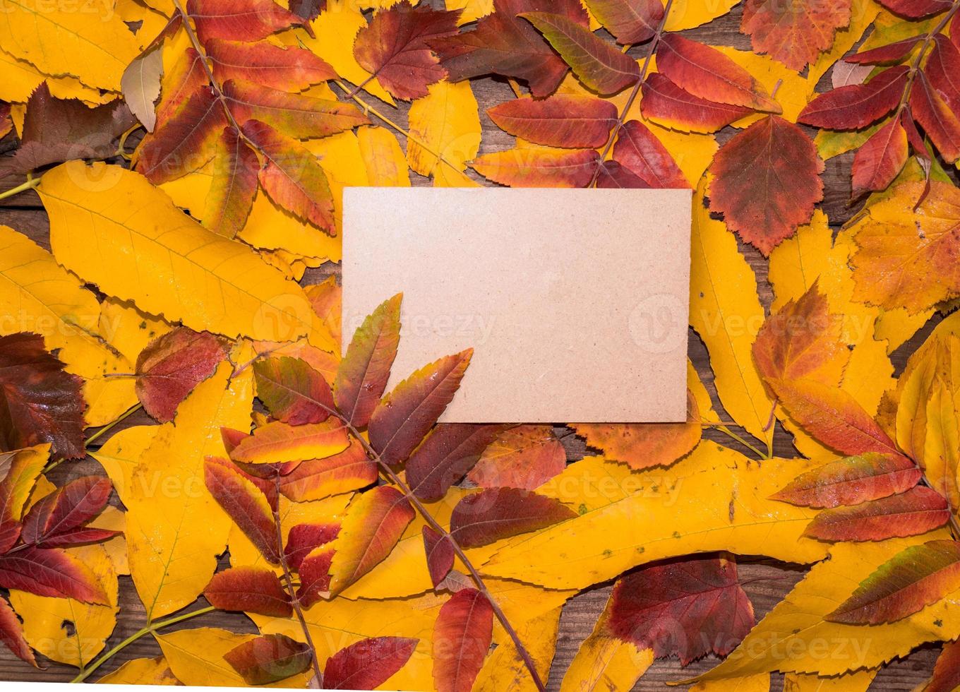 Top view of a notebook with autumn bright colorful leaves. Colorful leaves and blank diary pages and a bunch of red berries. Autumn layout, copy space, education concept. photo