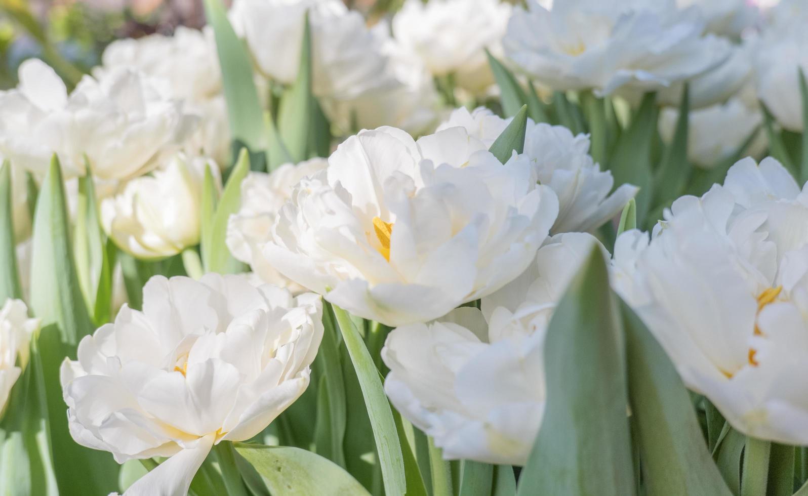 Background of white open tulips with green leaves. 12947477 Stock Photo at Vecteezy