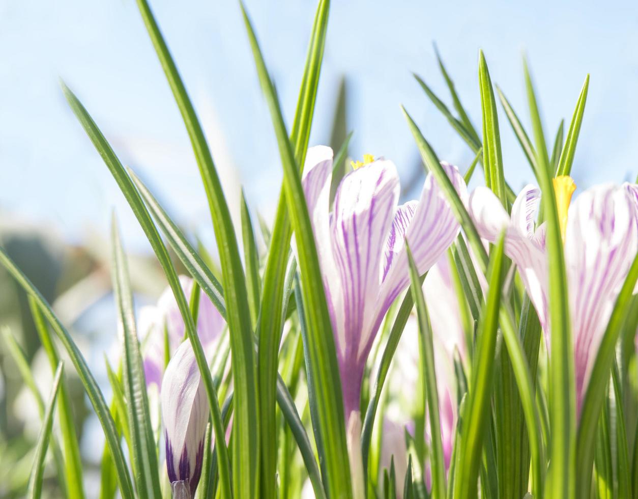 Spring flowers crocuses in the sun, nature. photo