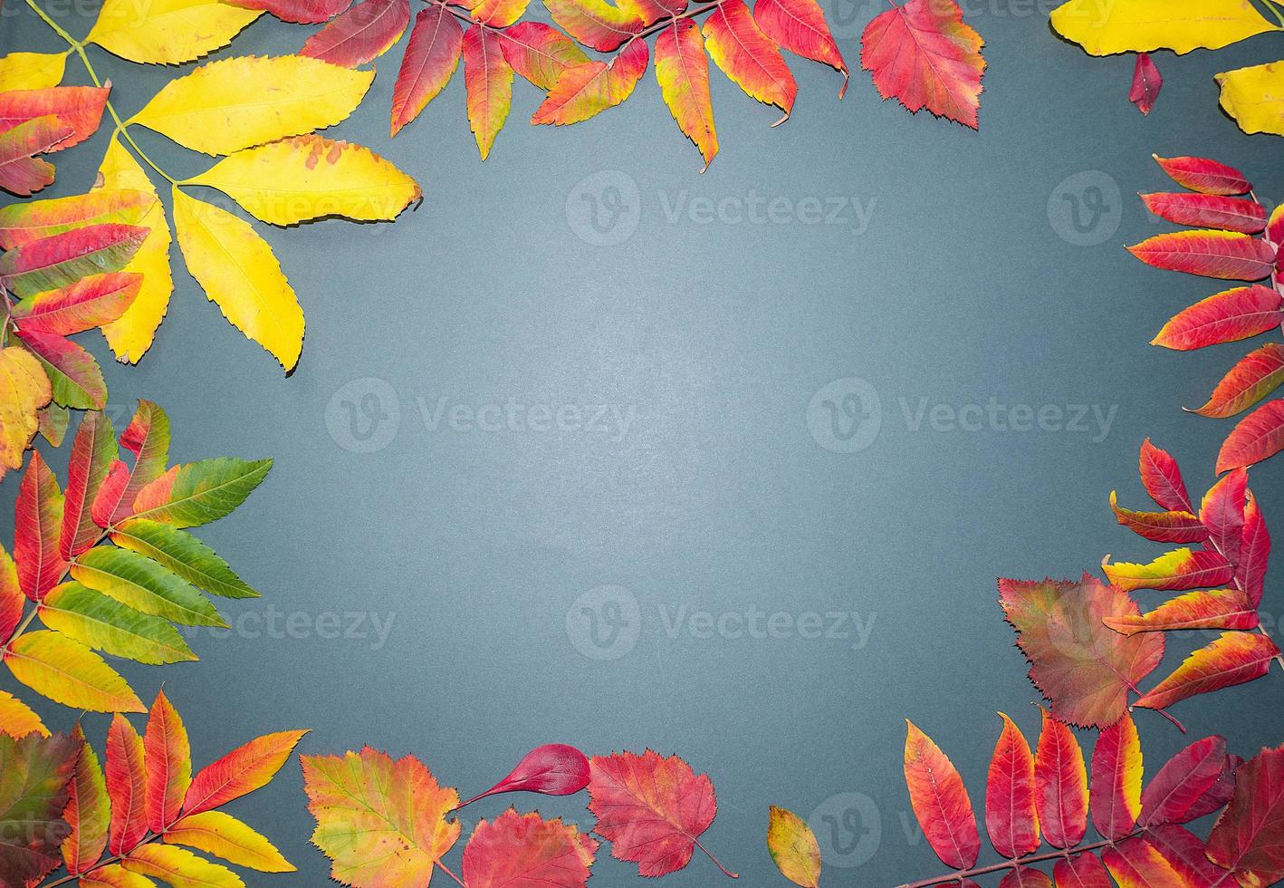 Autumn leaves with cones on a dark gray background from above. With space for text. Maple leaf texture on black paper. Minimal Thanksgiving and Halloween Seasonal Design Art. Flat lay. photo