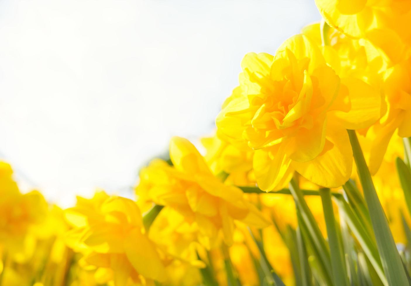 yellow daffodils first spring flowers on a white background in the sun photo