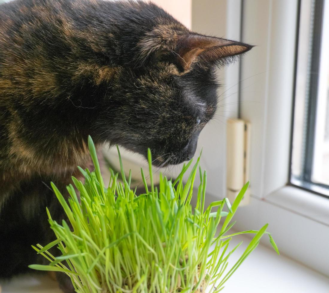 Domestic cat eats fresh grass near the window close-up. photo