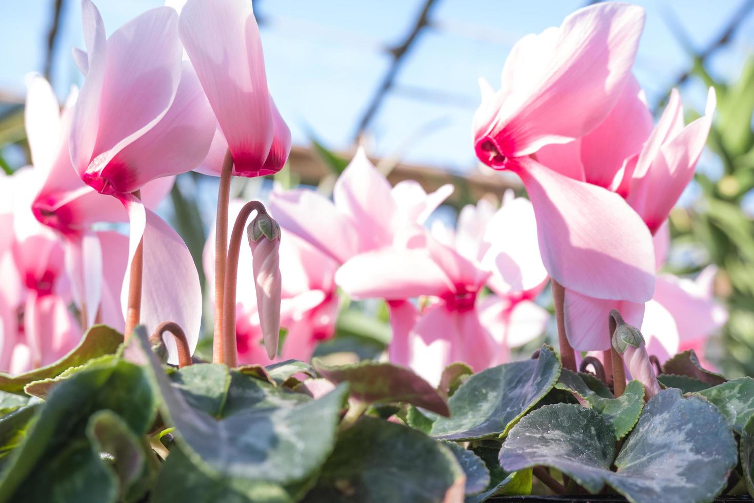 flowering houseplant pink cyclomenes close-up in the greenhouse photo