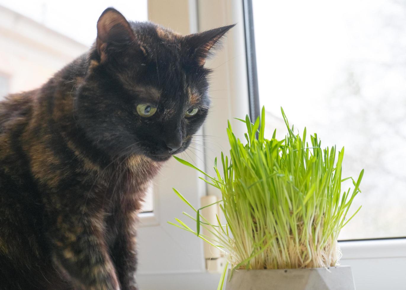 Domestic cat eats fresh grass near the window close-up. photo