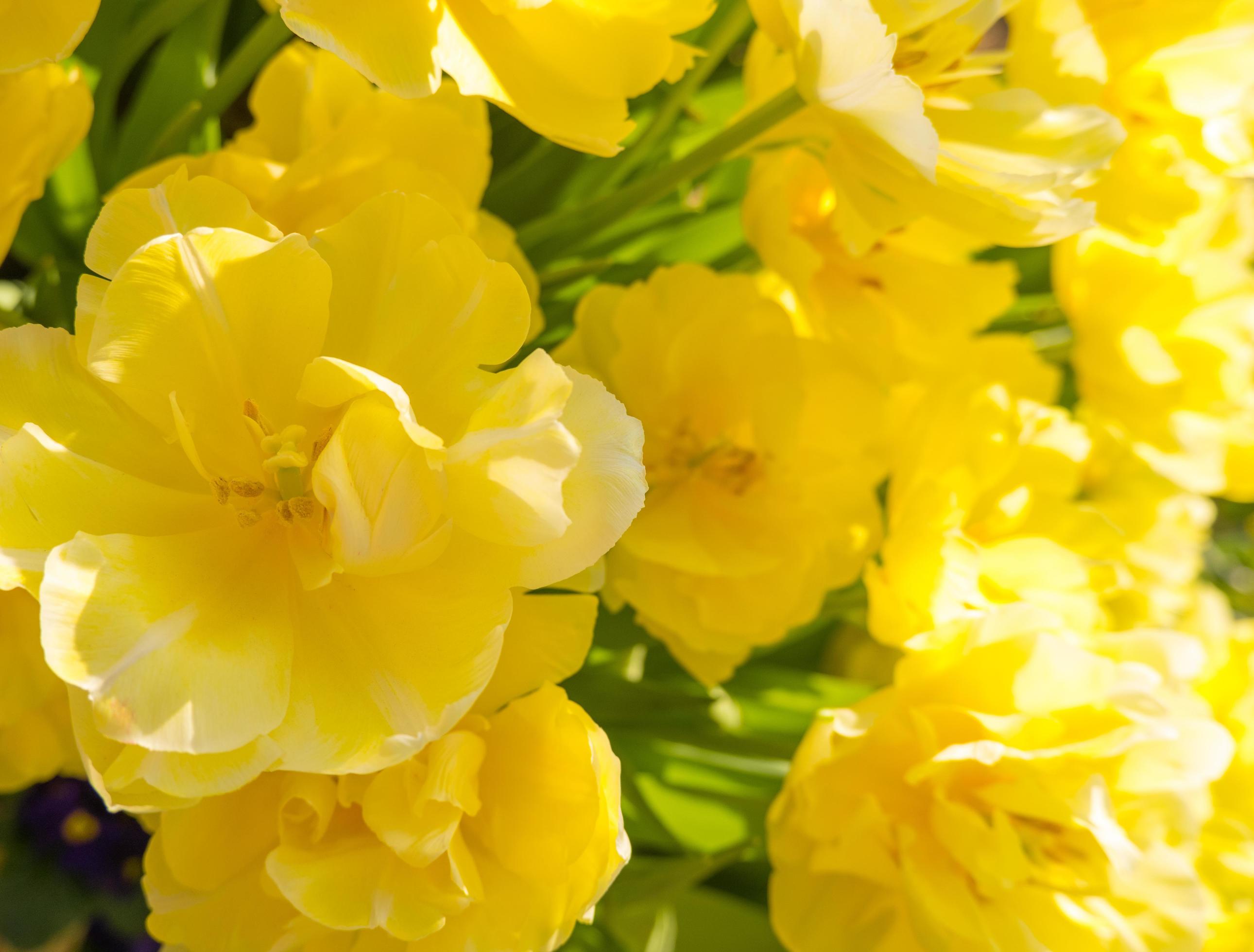  Background of yellow open tulips with green leaves, large format ...