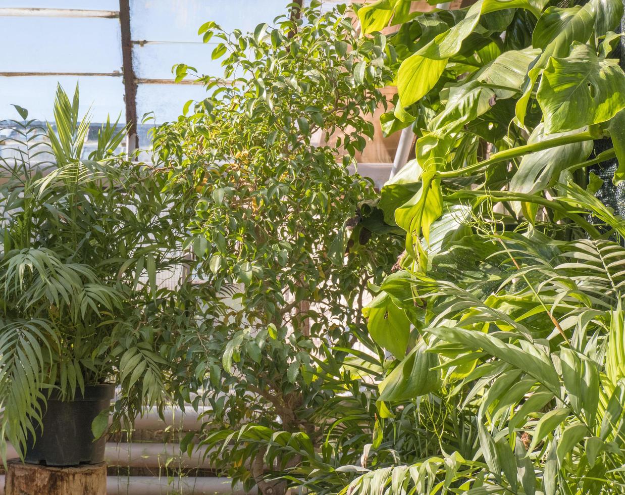 In the rays of the sun inside a large green house with tropical exotic plants photo