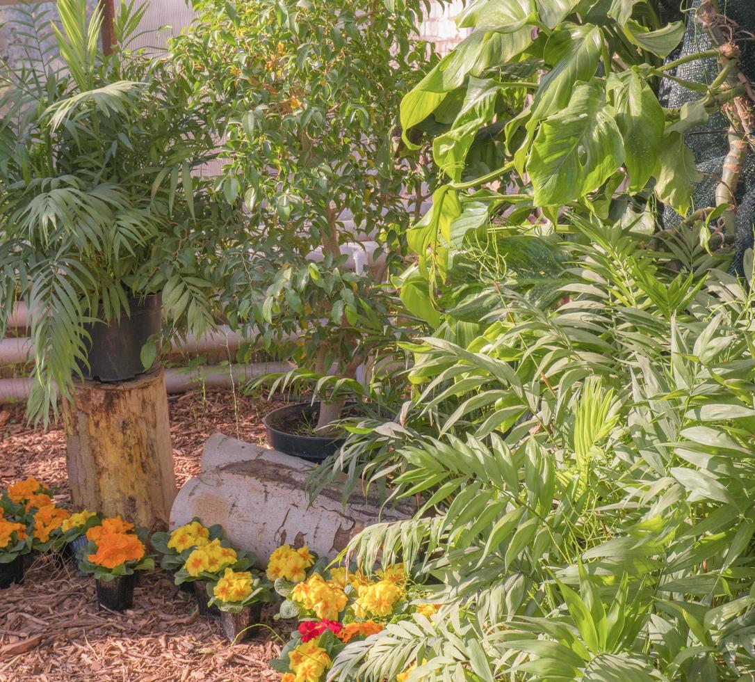 In the rays of the sun inside a large green house with tropical exotic plants photo