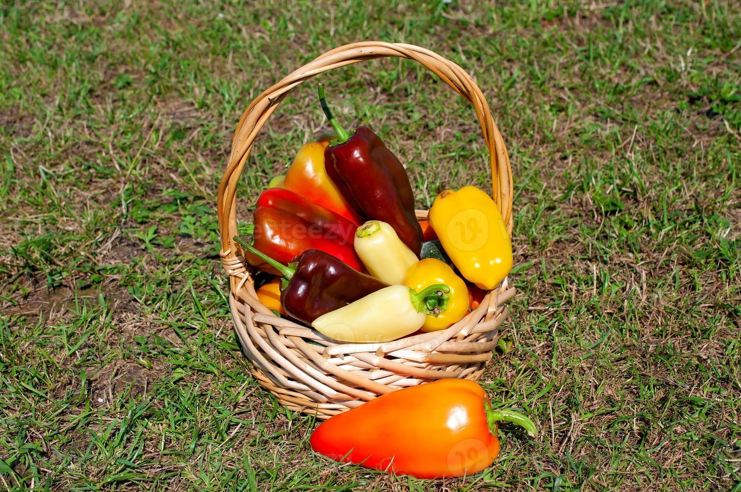 Basket with grown colored peppers photo