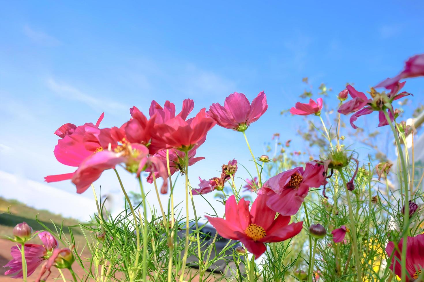 flor de cosmos rosa hermosa que florece en el cielo azul brillante. foto